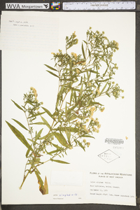 Symphyotrichum lanceolatum subsp. lanceolatum var. lanceolatum image