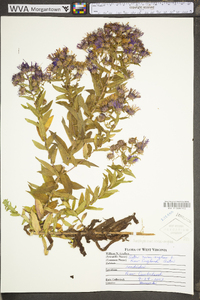 Symphyotrichum novae-angliae image