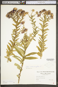 Symphyotrichum novae-angliae image