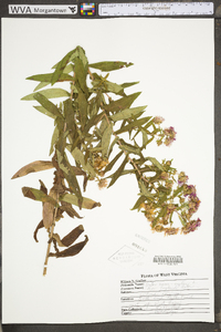 Symphyotrichum novae-angliae image