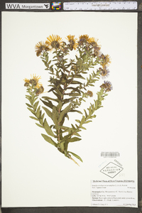 Symphyotrichum novae-angliae image