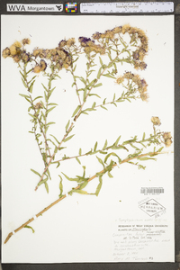 Symphyotrichum novae-angliae image