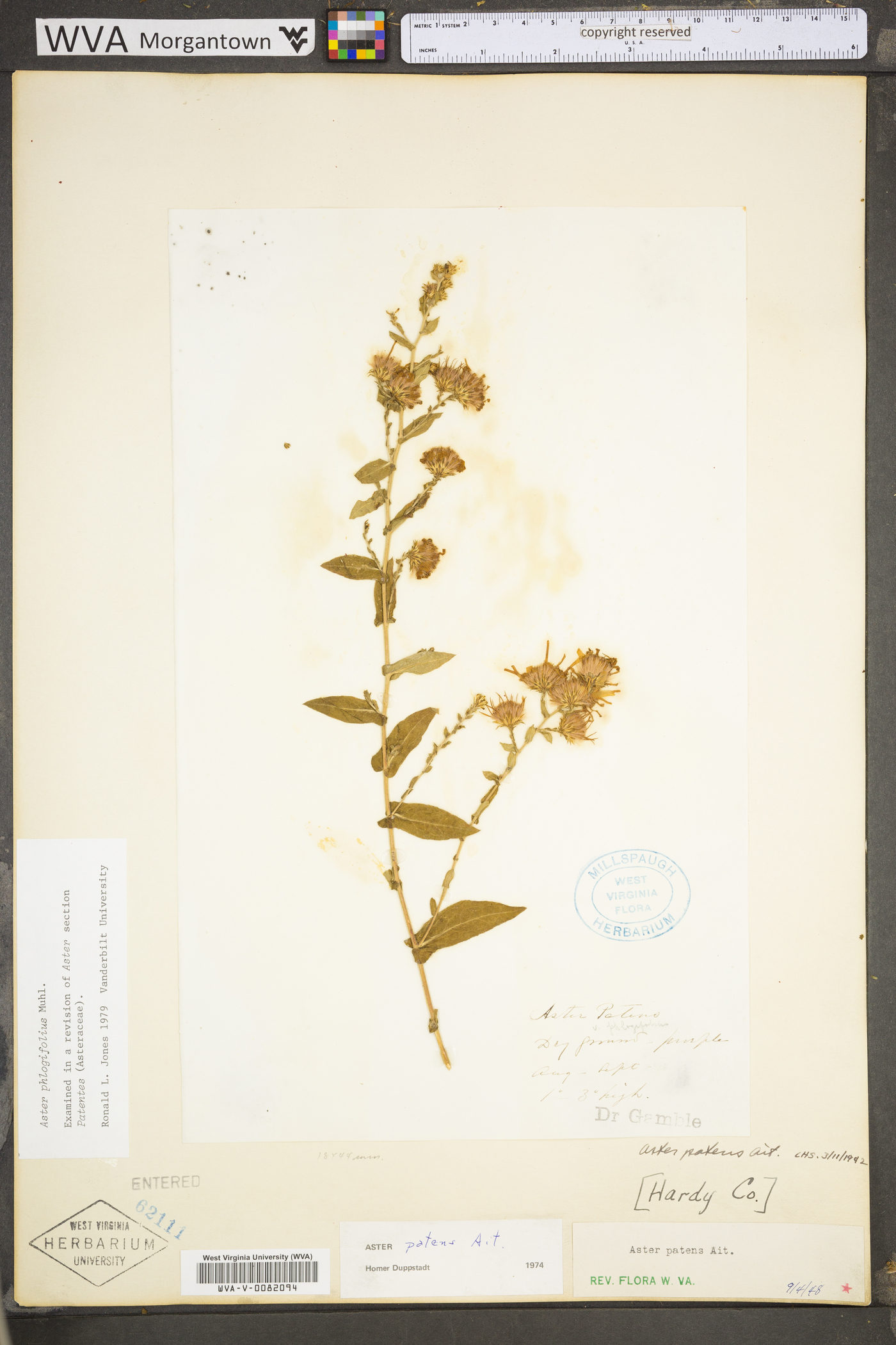 Symphyotrichum phlogifolium image
