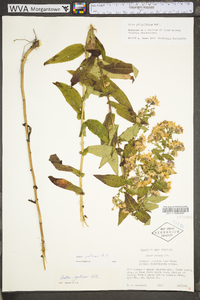 Symphyotrichum phlogifolium image