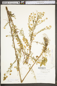 Symphyotrichum pilosum var. pilosum image