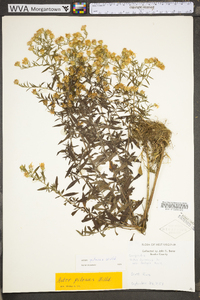 Symphyotrichum pilosum var. pilosum image