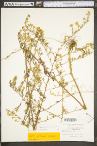 Symphyotrichum pilosum var. pilosum image