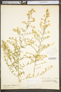 Symphyotrichum pilosum var. pilosum image