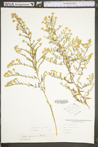 Symphyotrichum pilosum var. pilosum image