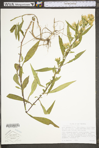 Symphyotrichum pilosum var. pringlei image