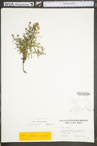 Symphyotrichum pilosum var. pilosum image