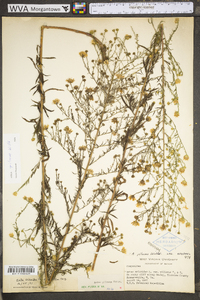 Symphyotrichum pilosum var. pilosum image