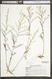 Symphyotrichum pilosum var. pilosum image