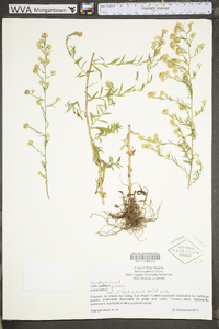 Symphyotrichum pilosum var. pilosum image