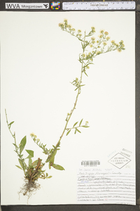 Symphyotrichum pilosum var. pilosum image