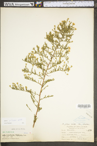 Symphyotrichum pilosum var. pilosum image