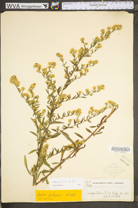 Symphyotrichum pilosum var. pilosum image