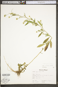 Symphyotrichum pilosum var. pilosum image