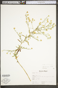 Symphyotrichum pilosum var. pilosum image