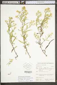 Symphyotrichum pilosum var. pringlei image