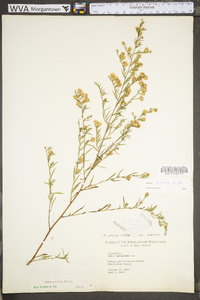 Symphyotrichum pilosum var. pilosum image