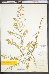 Symphyotrichum pilosum var. pilosum image