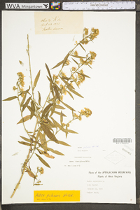 Symphyotrichum pilosum var. pilosum image