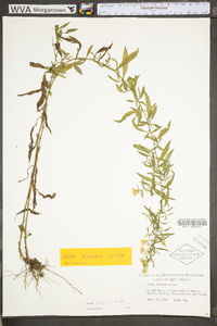 Symphyotrichum pilosum var. pilosum image