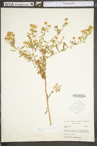 Symphyotrichum pilosum var. pilosum image