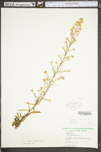 Symphyotrichum pilosum var. pringlei image