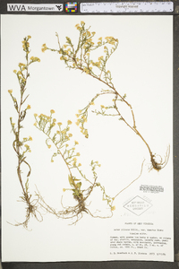 Symphyotrichum pilosum var. pringlei image