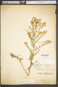 Symphyotrichum pilosum var. pilosum image