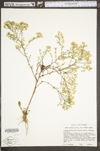 Symphyotrichum pilosum var. pringlei image