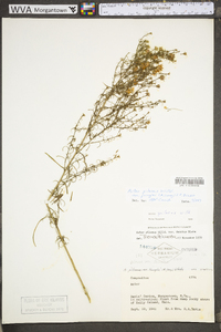 Symphyotrichum pilosum var. pringlei image