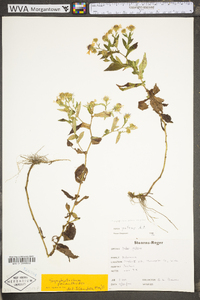 Symphyotrichum patens image