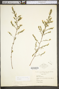 Symphyotrichum racemosum image