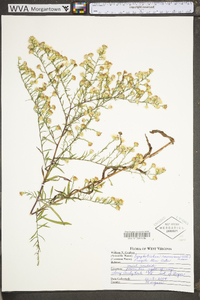 Symphyotrichum racemosum image