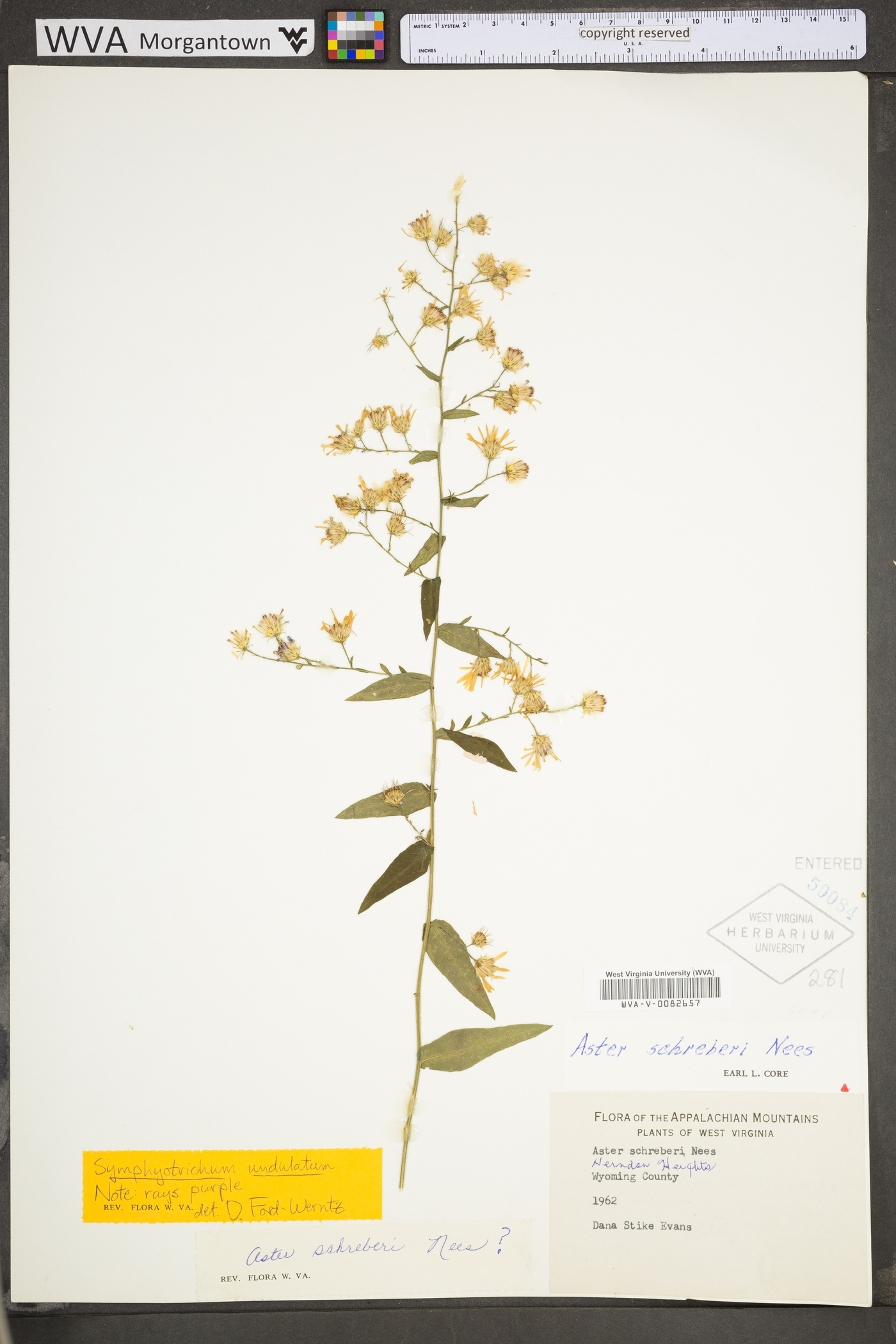 Eurybia schreberi image