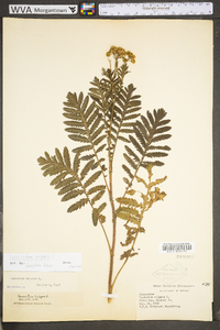 Tanacetum vulgare image