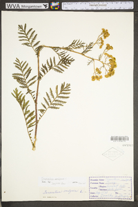 Tanacetum vulgare image