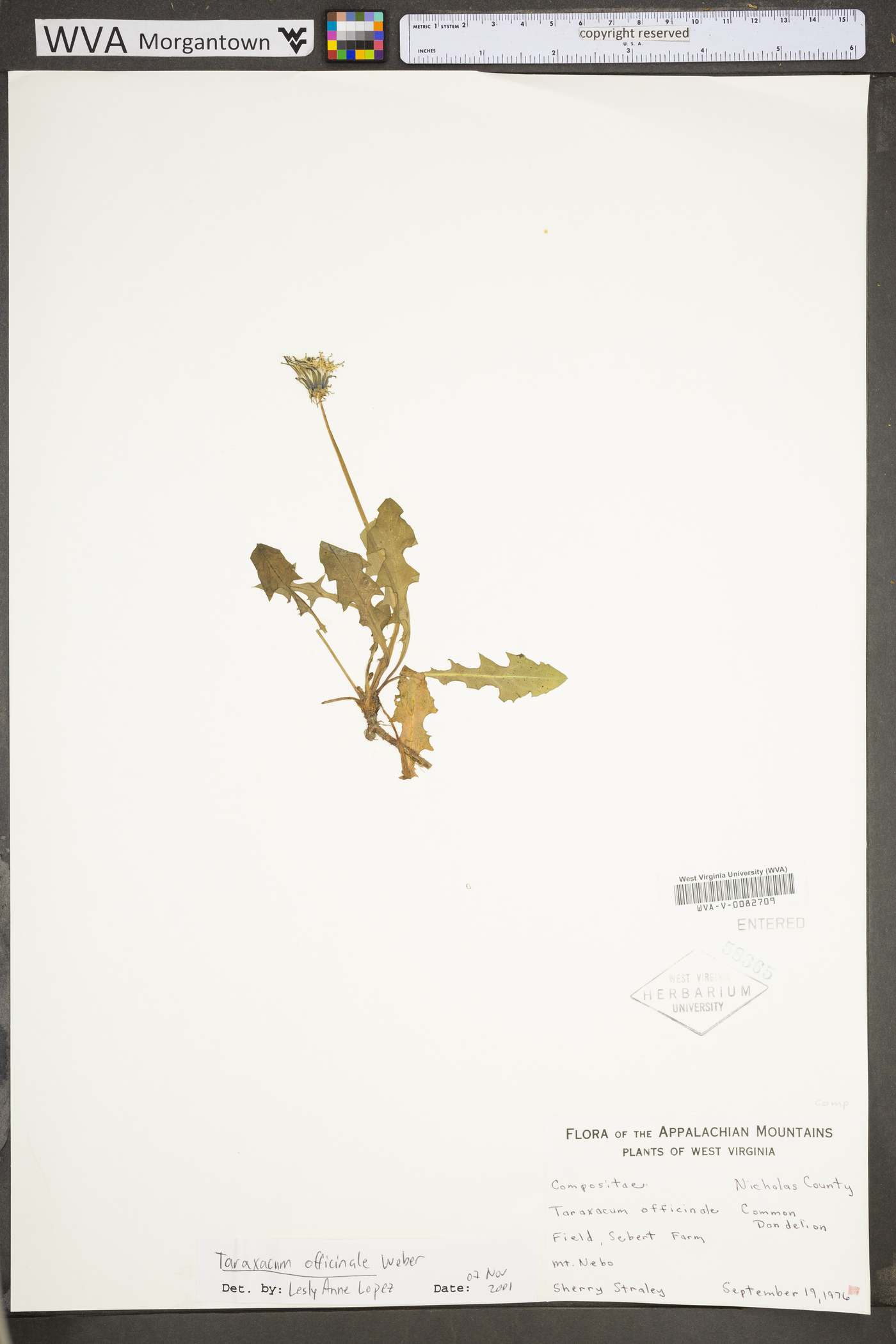 Taraxacum officinale subsp. officinale image
