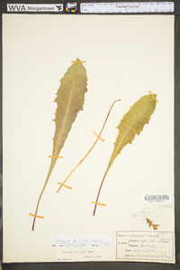 Taraxacum officinale subsp. officinale image