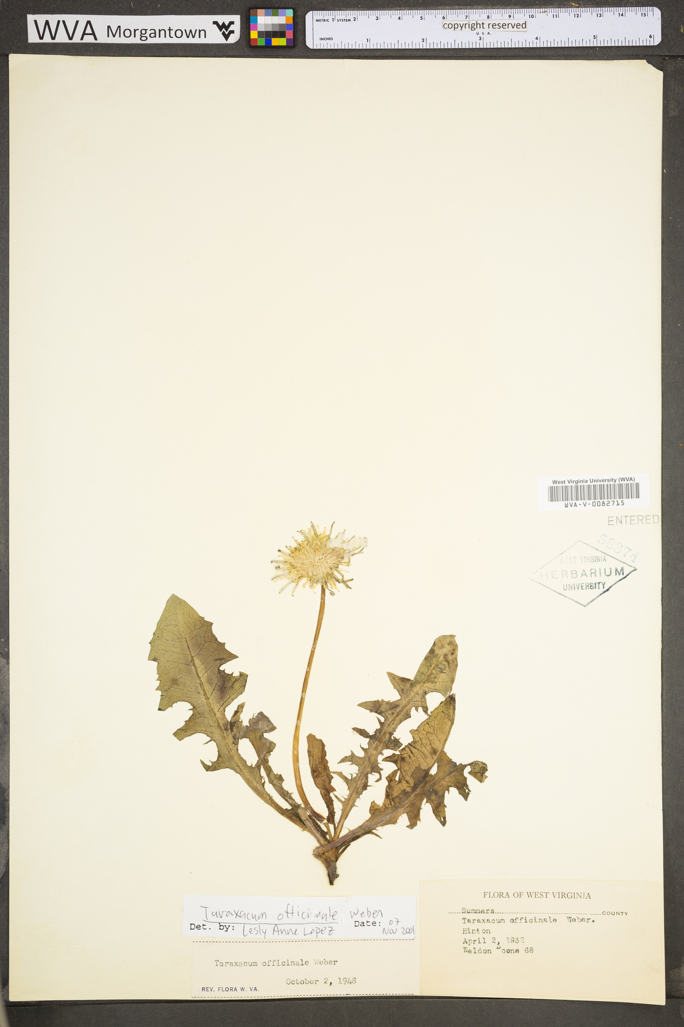 Taraxacum officinale subsp. officinale image