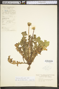 Taraxacum officinale subsp. officinale image