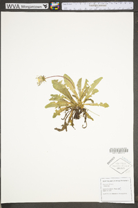 Taraxacum officinale subsp. officinale image