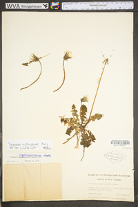 Taraxacum erythrospermum image