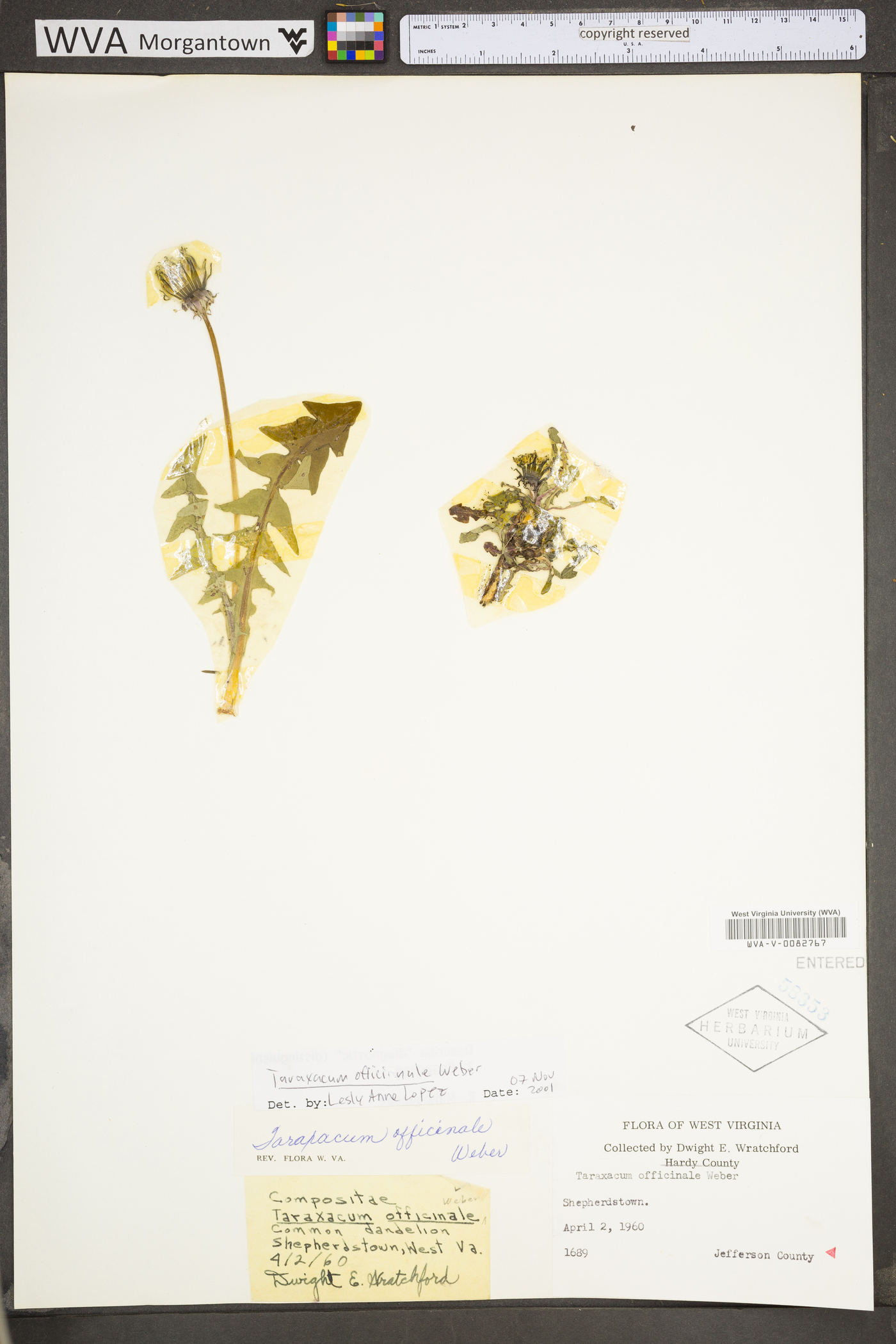 Taraxacum officinale subsp. officinale image