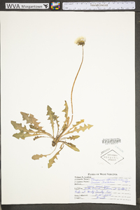 Taraxacum officinale subsp. officinale image