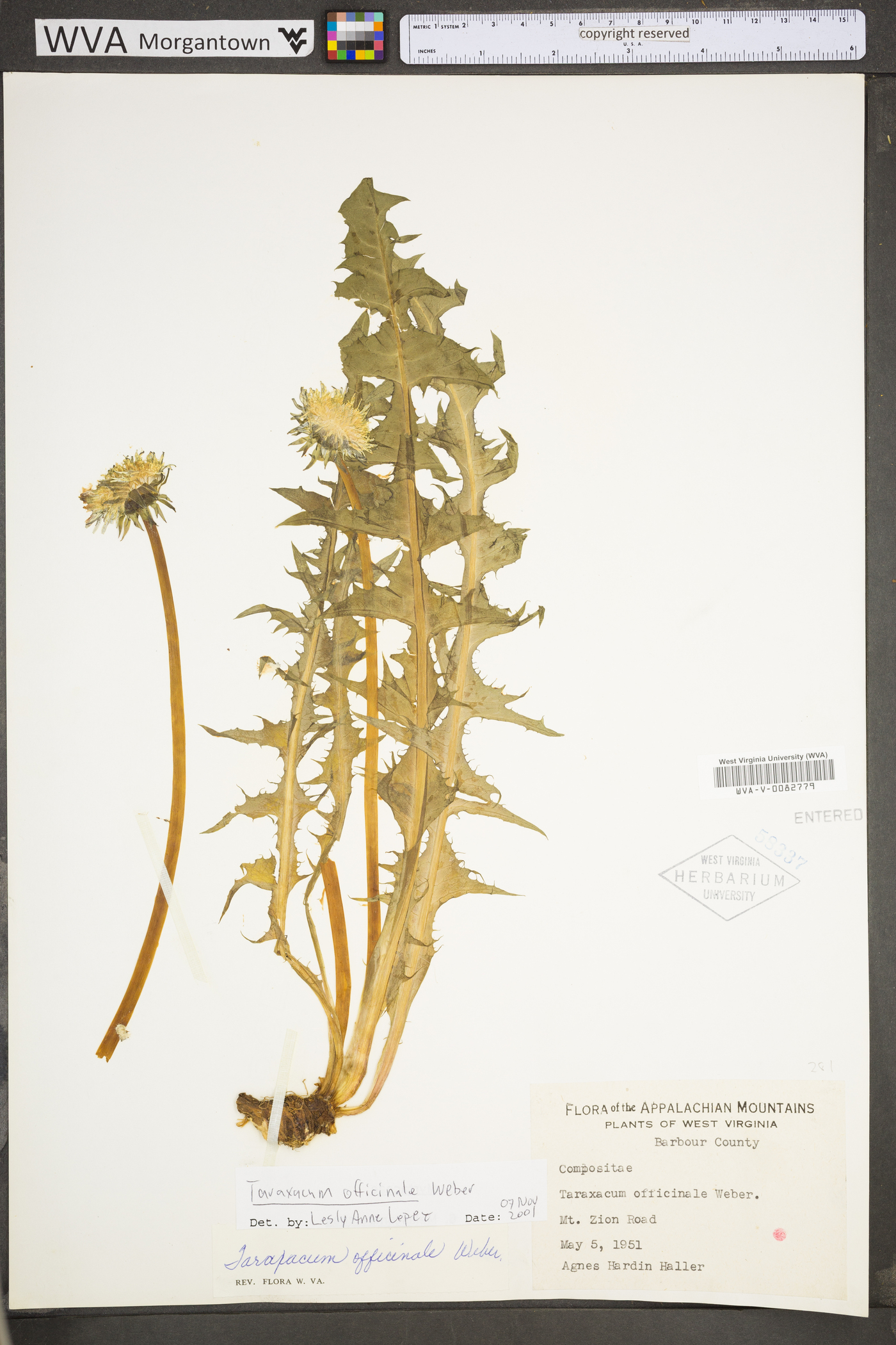Taraxacum officinale subsp. officinale image