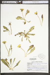 Taraxacum officinale subsp. officinale image